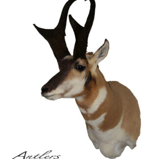 The Hefty Antelope features a mounted pronghorn antelope head with dark, curved horns and tan, white, and brown fur on a white background. “Hefty Antelope” is displayed in the lower left corner.