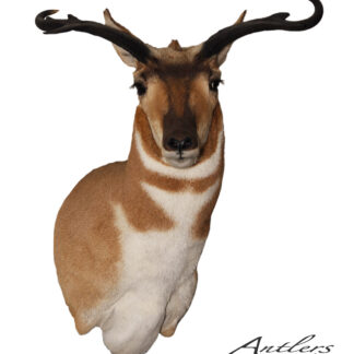 The Helicopter Antelope mount features tan and white fur with dark curved horns, displayed on a white background. The Antlers by Klaus logo appears in the bottom right corner.