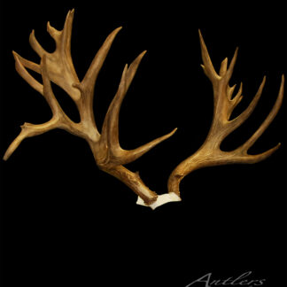 A pair of large, brown Helmick Mule Deer antlers with multiple points are mounted side by side against a black background, showcasing detailed texture and branching. "Antlers By Klaus" appears in the bottom right corner.
