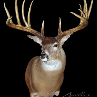 The Brett Herbeck Buck, a mounted whitetail deer head with large, symmetrical antlers, is displayed against a solid black background.