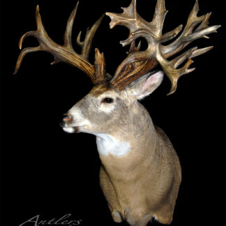 The Holy Moses Sheds mounts feature a deer with a large, intricate set of multi-point antlers displayed against a black background, highlighting their impressive and unique structure.