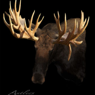 A large moose with wide, multi-tined antlers is pictured against a solid black background. "World Record Hook Bull Moose" is labeled in the bottom left corner.