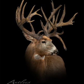 Pauls Buck features a mounted deer with a large, intricate set of antlers and a brown and white coat, displayed against a black background. The Antlers by Klaus logo appears in the bottom left corner.