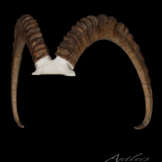 A pair of large, curved, ridged brown Ibex horns mounted on a white skull base is displayed against a black background in an arching, symmetrical shape. The Antlers by Klaus logo appears in the bottom right corner.