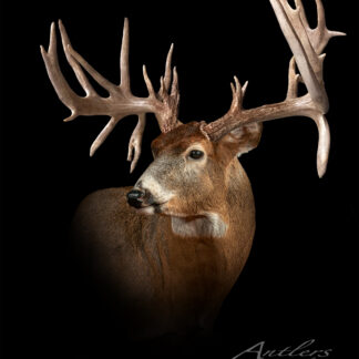 The Laid Back Buck, a mounted whitetail deer with impressive antlers, is displayed against a black background. Dramatic lighting accentuates its textures and details, with the Antlers by Klaus watermark featured in the image.