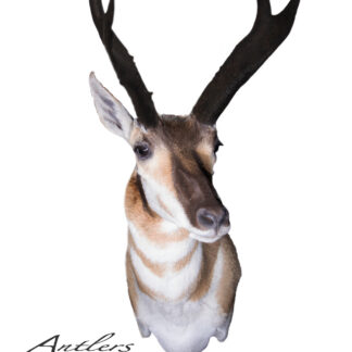 Jack the Ripper Antelope mount features dark, curved antlers and tan, white, and brown fur against a white background. The Antlers By Klaus logo appears in the bottom left corner.