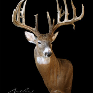 The Jeff Parker Buck is a taxidermy mount of a large white-tailed deer with impressive antlers, shown against a black background and facing forward to highlight its detailed fur and antler structure.