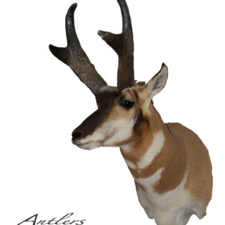 Taxidermy mount of a pronghorn antelope, "Jerry Thomas Antelope," with large, dark antlers shown in profile against a white background. Antlers By Klaus logo and copyright appear in the bottom left corner.