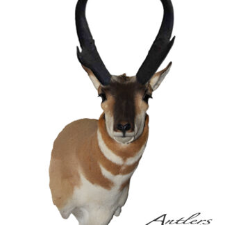 The Joe Boo Antelope features a mounted pronghorn antelope head with dark, curved horns and tan-and-white fur, displayed on a white background with the Antlers By Klaus logo at the bottom right corner.