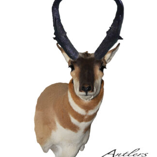 John's Beast Antelope: A mounted pronghorn antelope with dark, curved horns and tan and white fur, set against a white background. Bottom right displays the Antlers by Klaus logo and copyright.