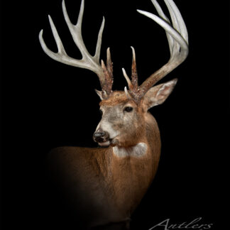 The Kansas 202 features a white-tailed deer with large, branched antlers posed against a solid black background, with the impressive antlers highlighted as the deer gazes slightly to the left.