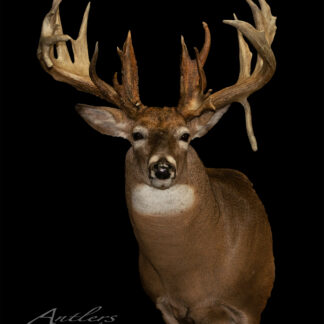 The Kaser Buck is a taxidermy mount of a whitetail deer with impressive large, multi-pointed antlers, displayed against a solid black background.