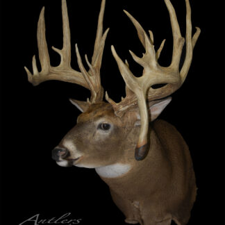 A taxidermy mount of a deer with large, detailed antlers is displayed against a solid black background. The Robert Kietzman logo appears in the lower left corner.