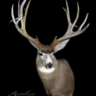 The Kerry Williams Mule Deer, featuring large branching antlers, is mounted and displayed against a solid black background. The deer faces forward with detailed fur and antler texture, and the Antlers By Klaus watermark appears in the lower left.