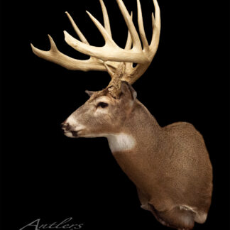 The Kevin Peterson Buck is a taxidermy deer mount with large, branching antlers, displayed against a solid black background. The deer's head is turned slightly left to showcase its impressive antlers.