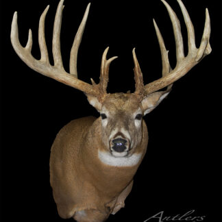 Kickstand Buck features a mounted deer head with large, symmetrical antlers and multiple long tines, displayed against a black background. The deer has brown fur and a white underside.