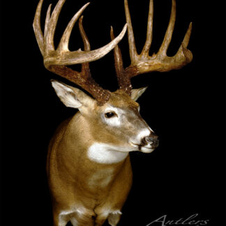 A mounted deer head with large, branched antlers is displayed against a black background. The image features the text Johnny King Buck in the lower right corner.