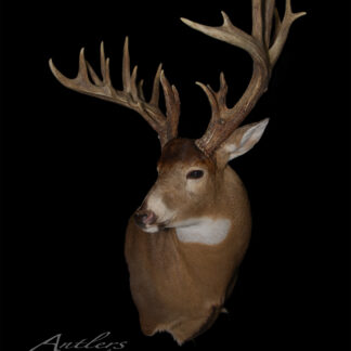 A mounted deer head with large, intricate antlers is displayed against a black background. The text “Kirsch Sheds” and a copyright notice are shown in the lower left corner.