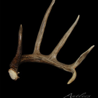 The Knisely Shed 2003 is a brown deer antler with four tines and a cut base, curving upward against a black background. "Antlers By Klaus" appears in elegant script at the bottom right corner.