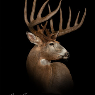 A profile view of a majestic deer with large, intricate antlers against a black background. The image is titled Dead Head Buck and signed by Klaus in the lower left corner.