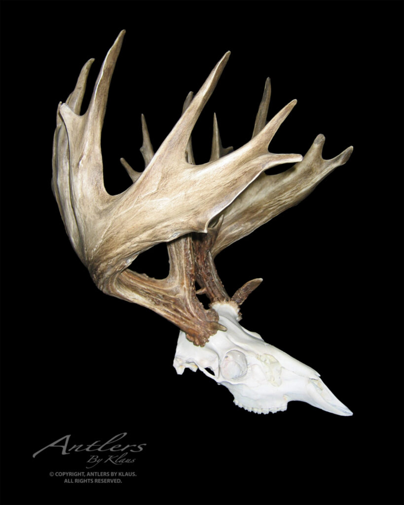 A mounted deer skull with large, multi-tined antlers displayed against a black background. The antlers are wide and have a distinctive, flattened shape. “Antlers by Klaus” is written in cursive at the bottom left.