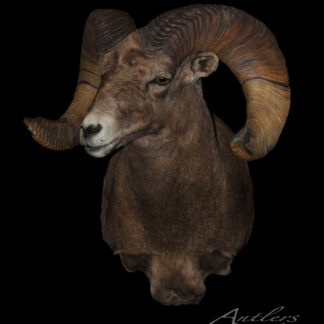 The Kummerfeldt Rocky Mt. Big Horn Sheep features a taxidermy mount with large, spiraling horns set against a black background, displaying the animal's head and upper chest in striking detail.