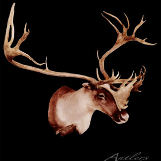 A realistic illustration of the Kuntz Caribou features its large, branching antlers and detailed fur against a solid black background, with the animal’s head slightly angled to the side.