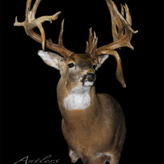 A mounted Lucas Cochran Buck with impressive large, branching antlers stands out against a solid black background. The buck has brown fur, white chest and face markings. "Antlers by Klaus" appears in the bottom left corner.