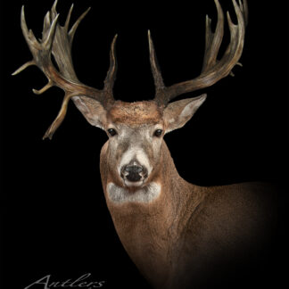 A detailed close-up of a Luzinski Buck deer with large, symmetrical antlers against a black background. The image features the Antlers by Klaus logo in the bottom left corner.