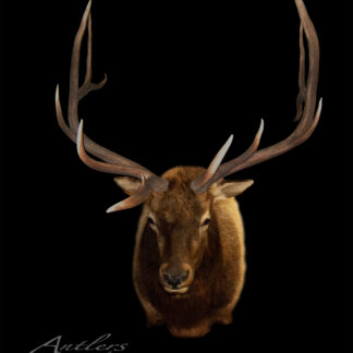 The Manitoba Elk, a mounted deer head with large branching antlers, is displayed against a black background. A watermark reading "Antlers by Klaus" appears in the lower left corner.