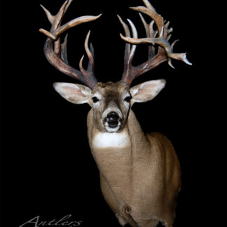 A Manitoba Sheds mounted deer trophy with large, multi-point antlers is displayed from the chest up against a black background and features an "Antlers by Klaus" watermark.
