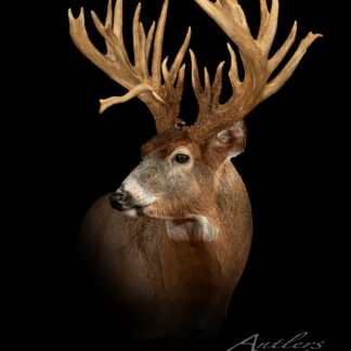 The Mark Watson Buck, a white-tailed deer with exceptionally large and complex antlers, is shown against a black background, facing slightly left to highlight its detailed antlers and fur. The Antlers by Klaus logo appears in the corner.