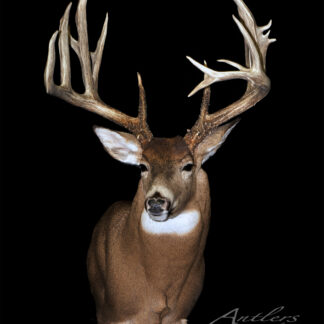The Maryland Giant is a mounted deer head with large, detailed antlers, showcased against a solid black background to emphasize its light brown fur, white throat, and impressive antler structure.