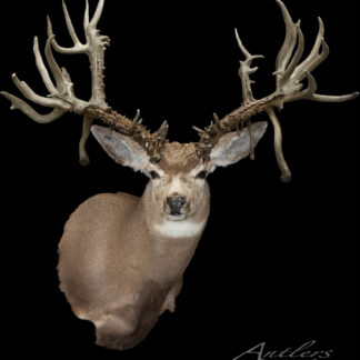 A mounted deer head, named Methusalah, features an unusually large and complex set of antlers against a black background. "Antlers by Klaus" appears in the lower right corner of the image.