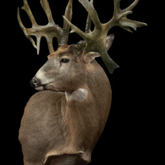 The Michigan Freak taxidermy mount features a white-tailed deer buck with large, wide antlers turned slightly to the side, showcased against a black background to highlight its impressive rack.