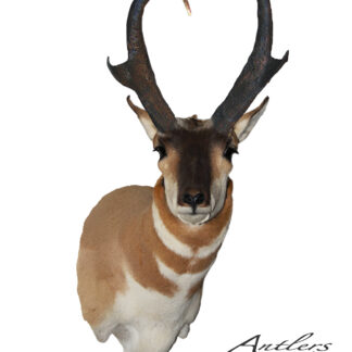 A taxidermy mount of the Mike Alexander Antelope with distinctively curved horns creating a heart shape above its head, set against a white background. The text "Antlers by Klaus" appears in the lower right corner.