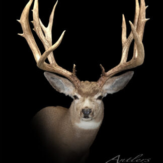 A large mule deer with impressive, intricate antlers is shown against a solid black background, highlighting the deer's head, antlers, and upper body. "Mike Sheppeard Buck" is written in the bottom right corner.