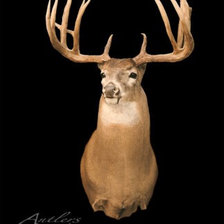 The Mike Unzen Buck taxidermy mount, featuring large, wide antlers and detailed fur, is displayed against a solid black background with impressive clarity and texture.