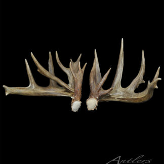 The Minnesota Monarch Sheds III set features a pair of large, intricately branched deer antlers with natural brown and tan tones, shown front-facing with bases together against a black background.