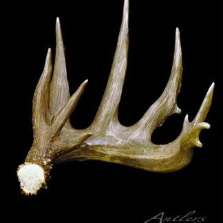 The Minnesota Monarch Sheds #3 Left 1991, a large brown deer antler with multiple tines and a textured base, is displayed against a solid black background with "Antlers by Klaus" in the lower right corner.