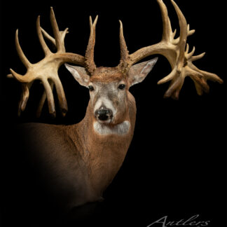 The Missouri Monarch, a mounted white-tailed deer with exceptionally large and intricate antlers, is displayed against a black background. The text "Antlers By Klaus" appears in the bottom right corner.