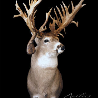 A taxidermy mount of the Mitch Vakoch Buck white-tailed deer features large, irregular, multi-pointed antlers against a solid black background. The Antlers by Klaus logo appears in the lower right corner.