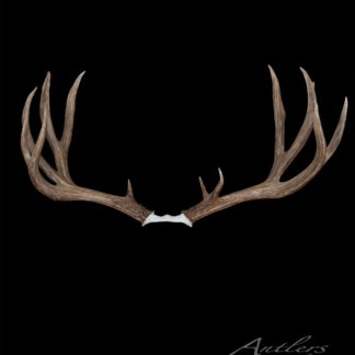 A large pair of Modoc County Mule Deer antlers displayed against a solid black background, with Antlers By Klaus and copyright info in the lower right corner.