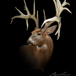The Montana 229 Pickup features a white-tailed deer in profile against a black background, showcasing an impressive set of oversized, intricate antlers with numerous long, thick tines branching out in various directions.