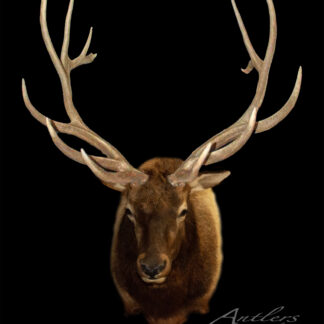 A mounted Montana Elk head with wide, branching antlers is displayed against a black background. The elk's brown fur and impressive antlers stand out. "Antlers by Klaus" appears in the bottom right corner.