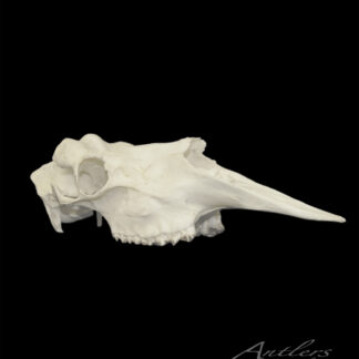 A white Moose Skull with long, sharp nasal bones is shown in profile against a black background. "Antlers by Klaus" appears in cursive in the bottom right corner.