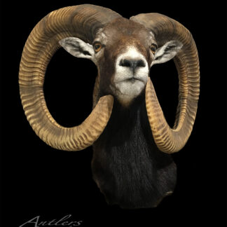A taxidermy mount of a Mouflon Sheep with large, curled horns is displayed against a black background. The sheep’s dark fur has lighter accents on the face and ears. "Antlers By Klaus" appears in the lower left corner.