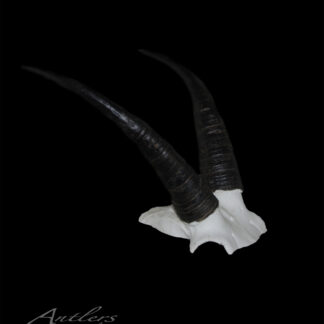 A pair of dark, ridged mountain goat horns attached to a white skull base is displayed against a solid black background. Mountain Goat 10" is written in the lower left corner.