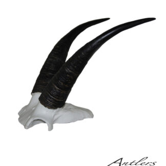 A pair of curved Mountain Goat 10 4/8 horns mounted on a white skull base, displayed against a plain white background with the Antlers By Klaus logo in the lower right corner.