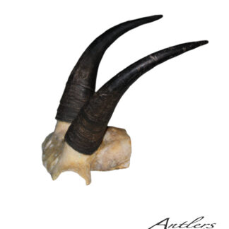 A pair of dark, curved Mountain Goat 9 4/8 horns attached to a light skull fragment is shown on a white background, with the Antlers by Klaus logo in the bottom right corner.